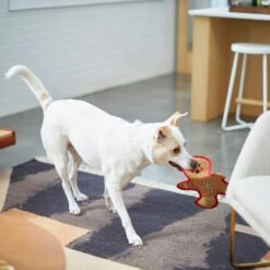 Frisco Holiday Gingerbread Man Flat Plush Squeaky Dog Toy 10 Frisco Holiday Gingerbread Man Flat Plush Squeaky Dog Toy -Frisco 233241 PT2. AC SS1800 V1601311903