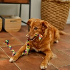 Frisco 4-Knot Tri-Color Rope Dog Toy 7 Frisco 4-Knot Tri-Color Rope Dog Toy -Frisco 242139 PT2. AC SS1800 V1605208764