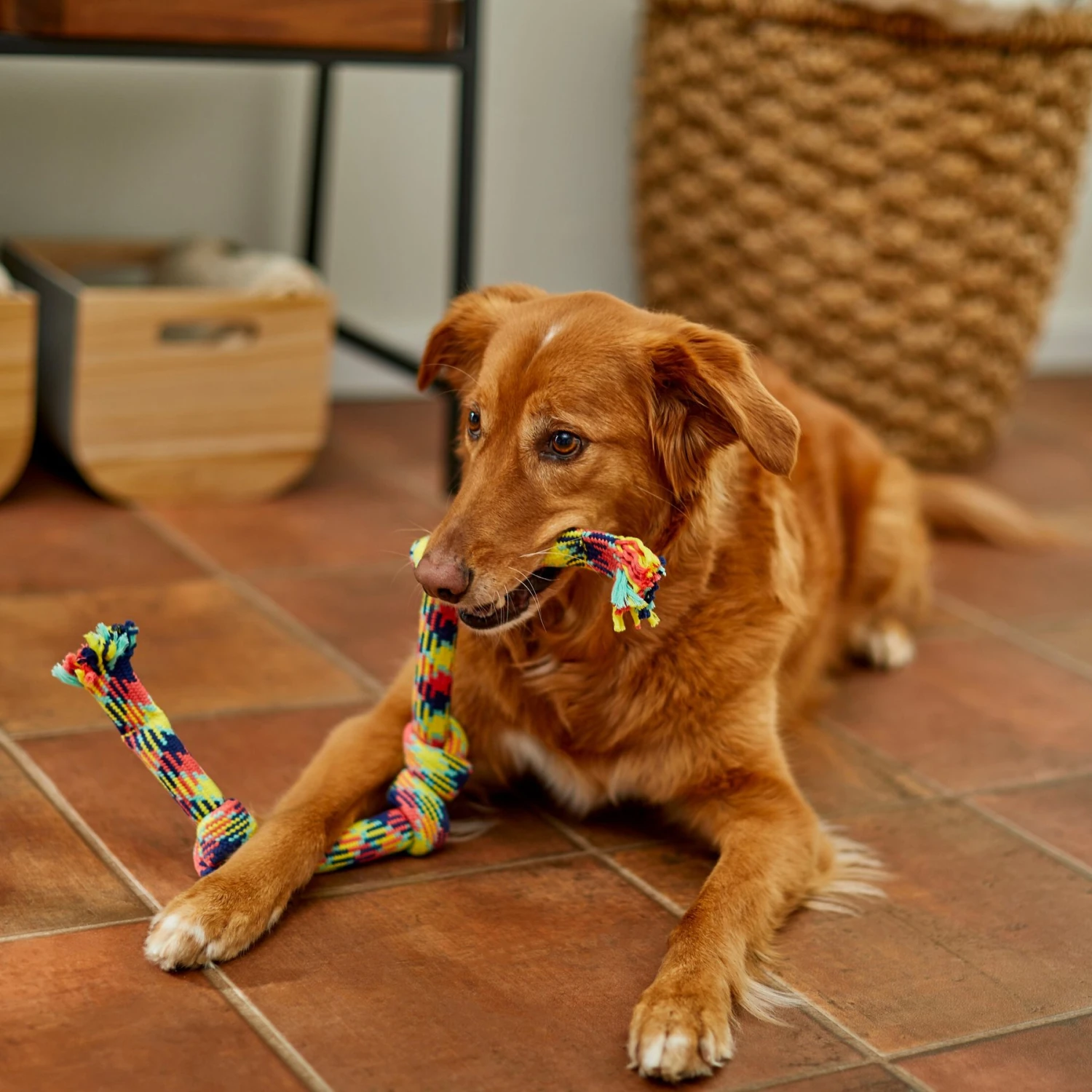 Frisco 4-Knot Tri-Color Rope Dog Toy 5 Frisco 4-Knot Tri-Color Rope Dog Toy - Image 3