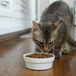 Frisco Gold Trim Melamine Dog & Cat Bowl 13 Frisco Gold Trim Melamine Dog & Cat Bowl -Frisco 253062 PT2. AC SS1800 V1616595766