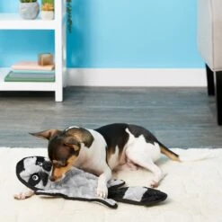 Frisco Alligator Stuffing-Free Flat Plush Squeaky Dog Toy & Frisco Raccoon Stuffing-Free Flat Plush Squeaky Dog Toy -Frisco 255471 PT4. AC SS1800 V1602691287