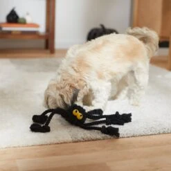 Frisco Halloween Spider Rope Dog Toy 8 Frisco Halloween Spider Rope Dog Toy -Frisco 270504 PT3. AC SS1800 V1624825021