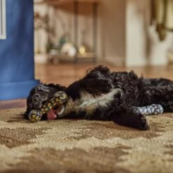 Frisco Halloween Candy Corn & Ghosts TPR Bone Squeaky Dog Toy, 2 Count 9 Frisco Halloween Candy Corn & Ghosts TPR Bone Squeaky Dog Toy, 2 Count -Frisco 270529 PT3. AC SS1800 V1689876508