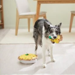 Frisco Brunch Quiche 2-in-1 Plush Squeaky Dog Toy 9 Frisco Brunch Quiche 2-in-1 Plush Squeaky Dog Toy -Frisco 297248 PT3. AC SS1800 V1642089163