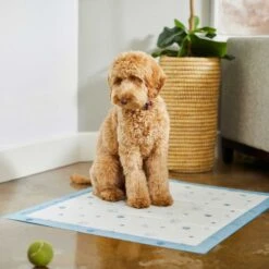 Frisco Fold & Carry Single Door Collapsible Wire Dog Crate & Frisco Premium Extra Large Printed Dog Training & Potty Pads -Frisco 303438 PT8. AC SS1800 V1623051743