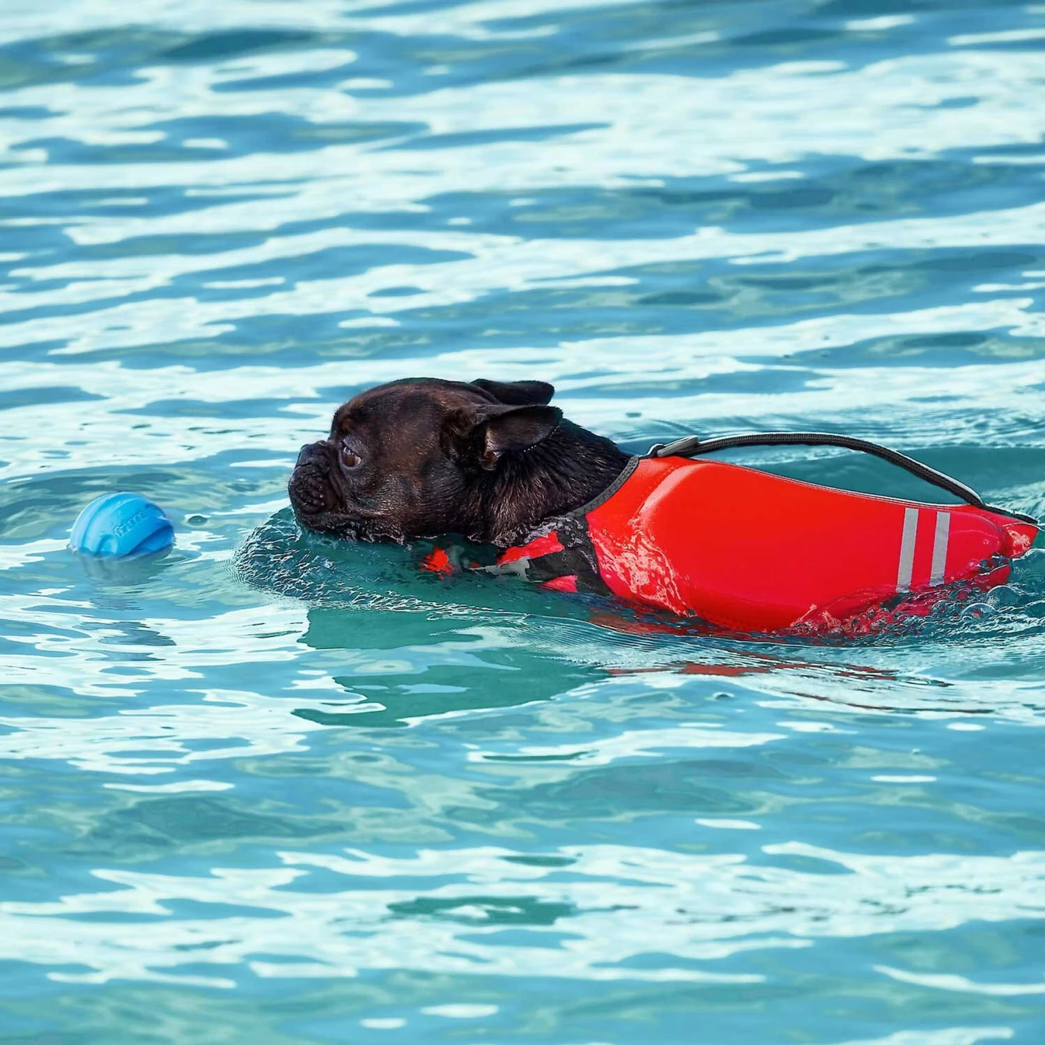 Frisco Ripstop Dog Life Jacket & Frisco Foam Rubber Floating Fetch Ball No Squeak Dog Toy 10 Frisco Ripstop Dog Life Jacket & Frisco Foam Rubber Floating Fetch Ball No Squeak Dog Toy - Image 8