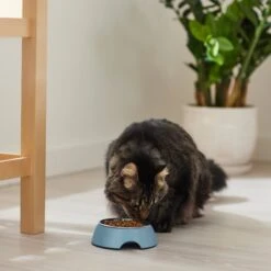 Frisco Coral Design Stainless Steel Dog & Cat Bowl 13 Frisco Coral Design Stainless Steel Dog & Cat Bowl -Frisco 311972 PT3. AC SS1800 V1642542435