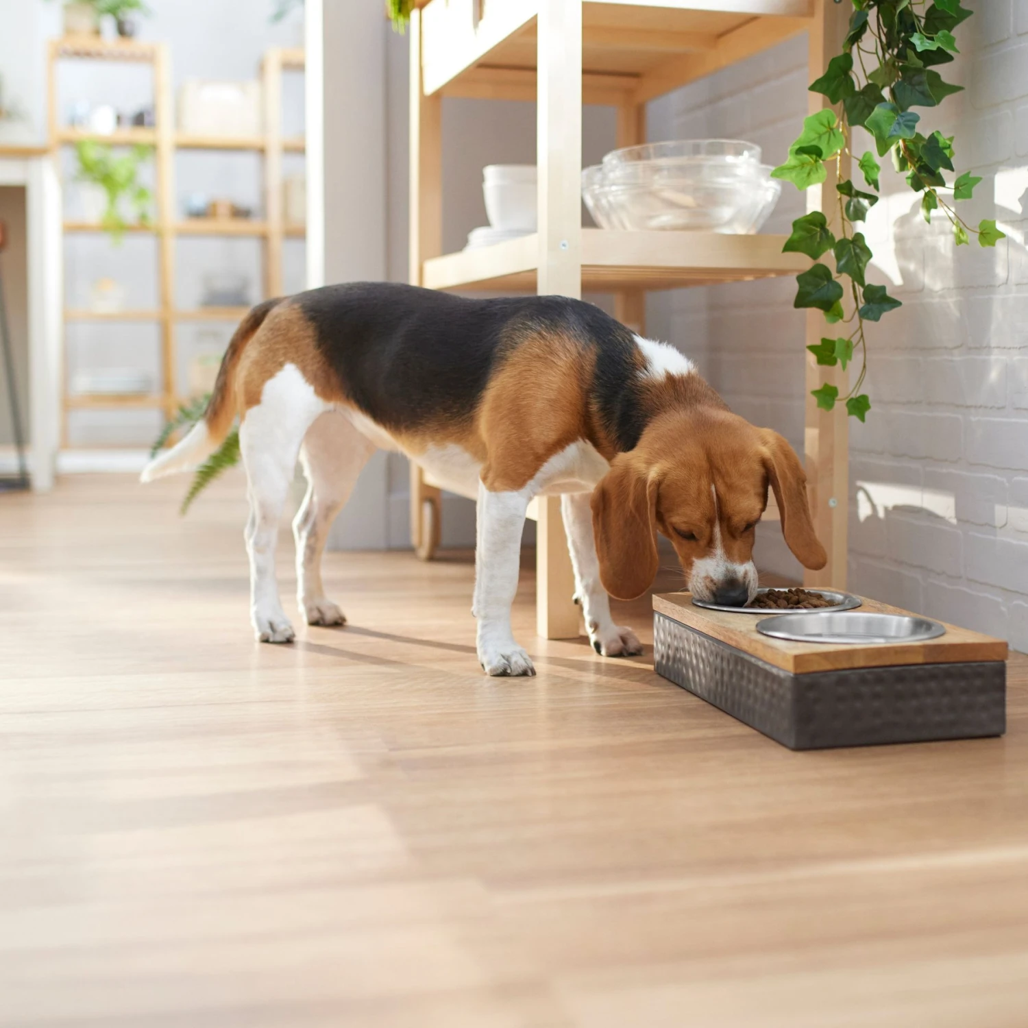 Frisco Premium Stainless Steel Double Diner Dog & Cat Bowl, Black 5 Frisco Premium Stainless Steel Double Diner Dog & Cat Bowl, Black - Image 3