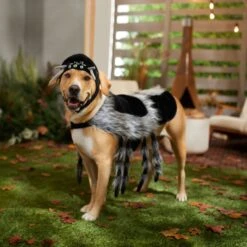 Frisco Spider Dog & Cat Costume 14 Frisco Spider Dog & Cat Costume -Frisco 335017 PT7. AC SS1800 V1657834853