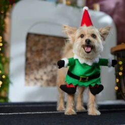 Frisco Front Walking Elf Dog & Cat Costume 18 Frisco Front Walking Elf Dog & Cat Costume -Frisco 357956 PT7. AC SS1800 V1661799329