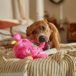 Frisco Halloween Zany Monster Muscle Plush Squeaky Dog Toy 10 Frisco Halloween Zany Monster Muscle Plush Squeaky Dog Toy -Frisco 668166 PT3. AC SS1800 V1689271301