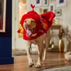 Frisco Flying Phoenix Dog & Cat Costume 16 Frisco Flying Phoenix Dog & Cat Costume -Frisco 708150 PT7. AC SS1800 V1689343869