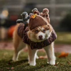 Frisco Squirrels & Nuts Ride-On Dog & Cat Costume 12 Frisco Squirrels & Nuts Ride-On Dog & Cat Costume -Frisco 709422 PT7. AC SS1800 V1689270909