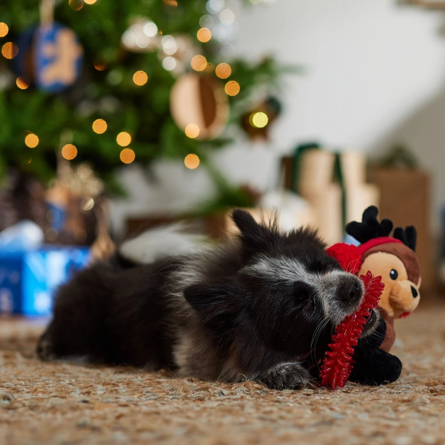 Frisco Holiday Reindeer Plush With TPR Ring Squeaky Puppy Toy 5 Frisco Holiday Reindeer Plush With TPR Ring Squeaky Puppy Toy - Image 3