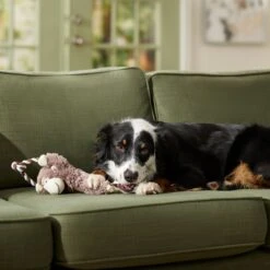 Frisco Fetch Colorful Ball Knot Rope Dog Toy & Frisco Monkey Plush With Rope Squeaky Dog Toy 18 Frisco Fetch Colorful Ball Knot Rope Dog Toy & Frisco Monkey Plush With Rope Squeaky Dog Toy -Frisco 962014 PT7. AC SS1800 V1694784007