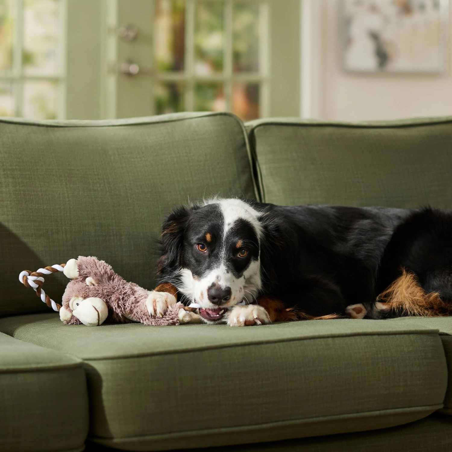 Frisco Fetch Colorful Ball Knot Rope Dog Toy & Frisco Monkey Plush With Rope Squeaky Dog Toy 10 Frisco Fetch Colorful Ball Knot Rope Dog Toy & Frisco Monkey Plush With Rope Squeaky Dog Toy - Image 8